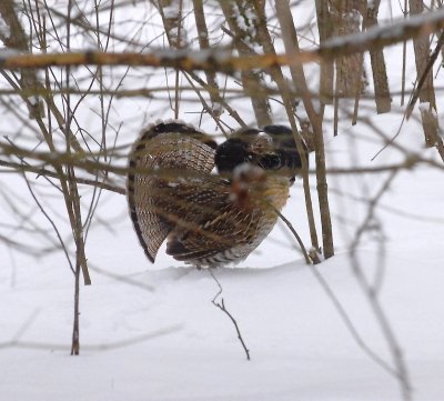 male ruffed grouse 11.jpg