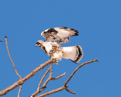 Roughed legged hawk.jpg