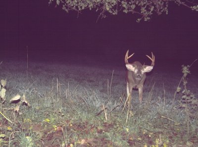 monster 8 point.JPG