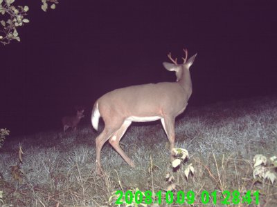 two bucks.JPG
