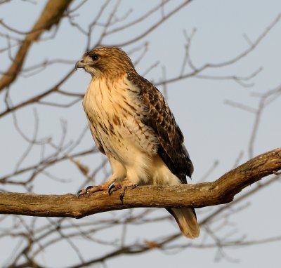 Red-tailed Hawk 1.jpg