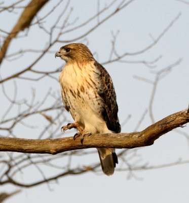 Red-tailed Hawk 2.jpg