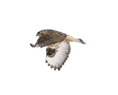 Rough Legged Hawk 2.jpg