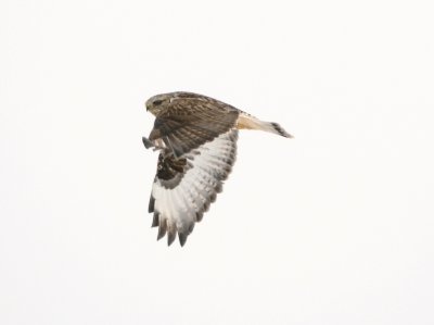 Rough Legged Hawk 3.jpg