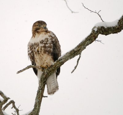 redtail1.18.1.jpg