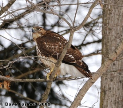 redtail1.30.jpg
