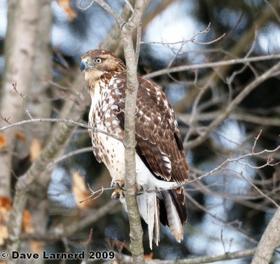 redtail1.30.2.jpg