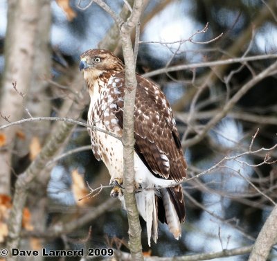 redtail1.30.3.jpg