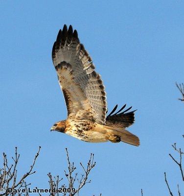 redtail2.1.2.jpg