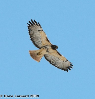 redtail2.1.3.jpg