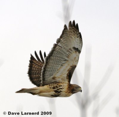 redtaIL2.9.2.jpg