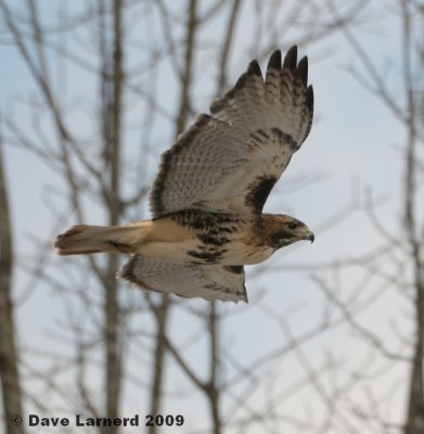 REDTAIL2.9.3.jpg
