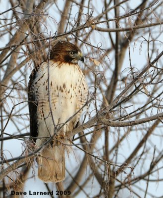 redtail2.14.4.jpg
