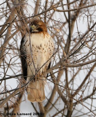 redtail2.14.1.jpg