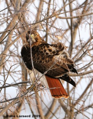 perched redtail.jpg
