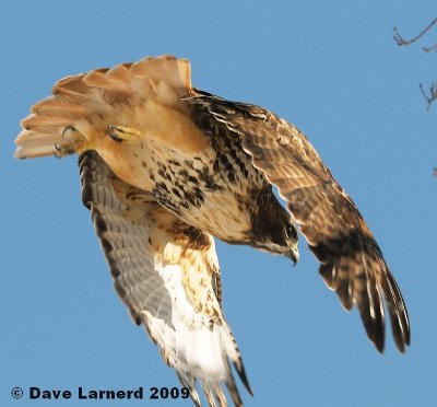 redtail2.25.jpg