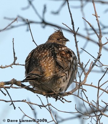 grouse2.25.jpg