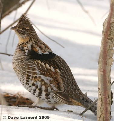 ruffed grouse3.1.jpg