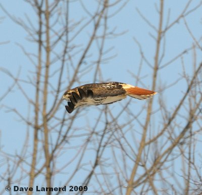 redtail3.4.2.jpg
