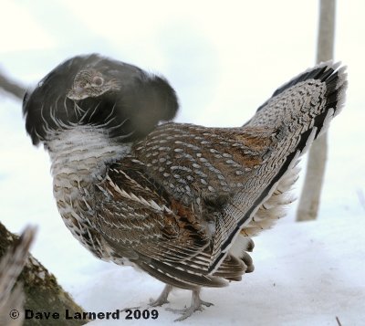 grouse3.4.1.jpg