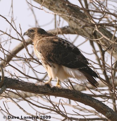 redtail3.7.6.jpg