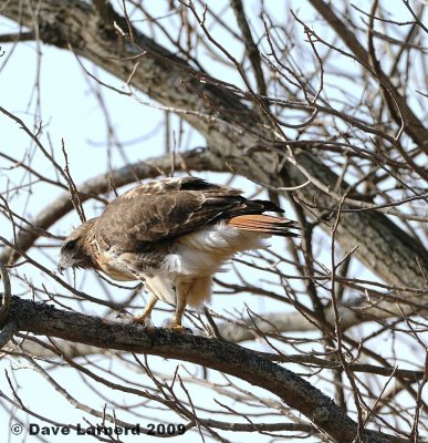 redtail3.7.5.jpg