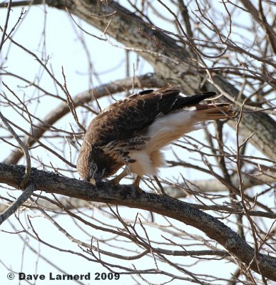 redtail3.7.3.jpg