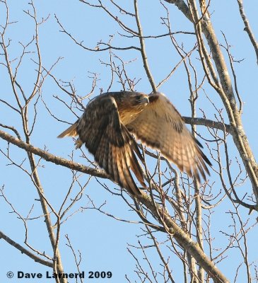 redtail3.15.3.jpg