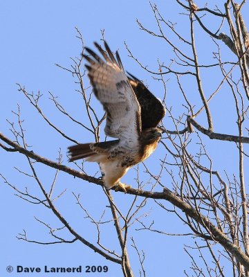 redtail3.15.2.jpg