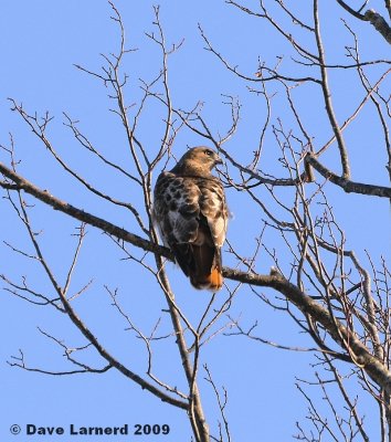 redtail3.15.1.jpg