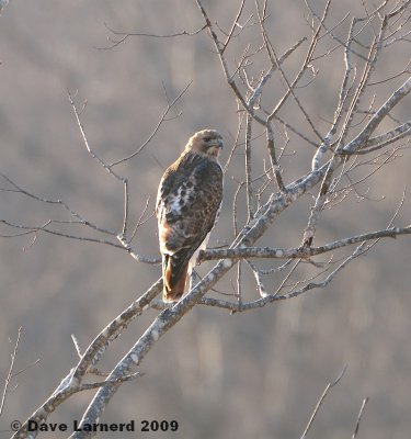 redtail3.18.1.jpg