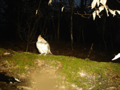 grouse 9 variation.gif