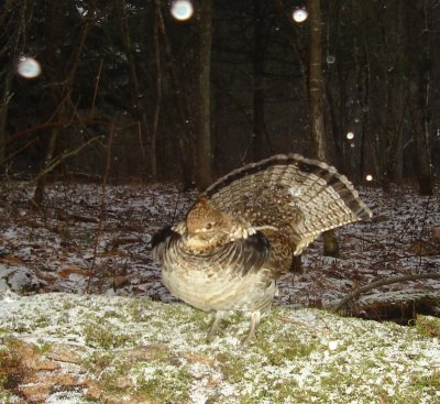 strutting grouse 4.jpg