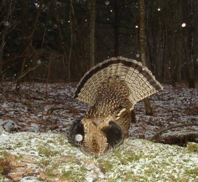 strutting grouse 1.jpg