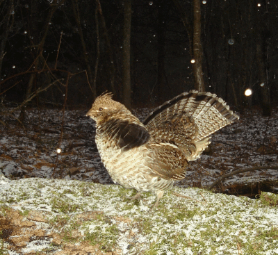 combo strut.GIF