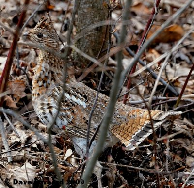 grouse4.12.jpg