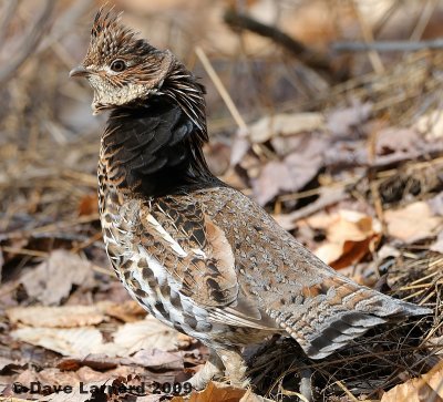 grouse4.2.jpg