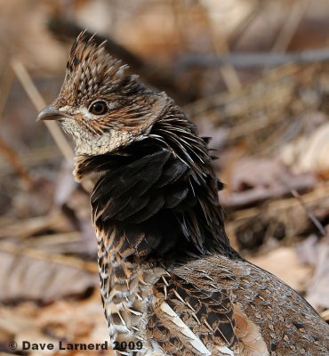 grouse4.2.1.jpg