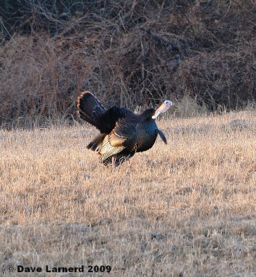 gobblers3.28.3.jpg