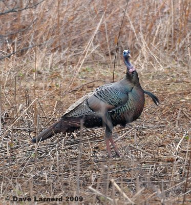 gobbler4.2.jpg