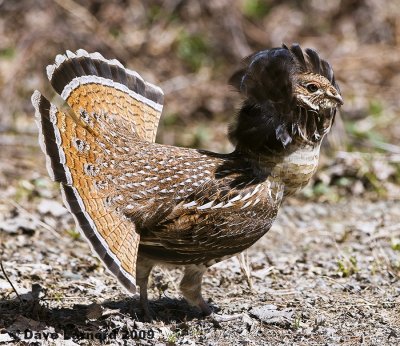 ruffed grouse 4.17.1.jpg