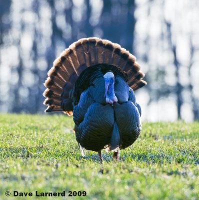 gobbler4.17.3.jpg