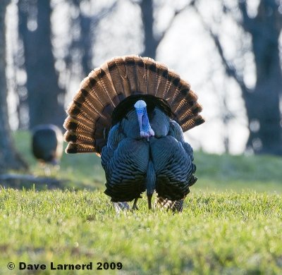 gobbler4.17.2.jpg