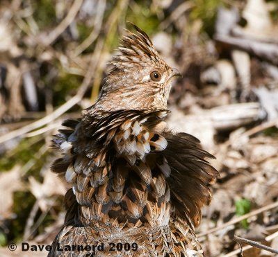 grouse4.jpg