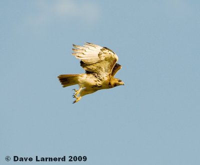 redtail4.25.jpg