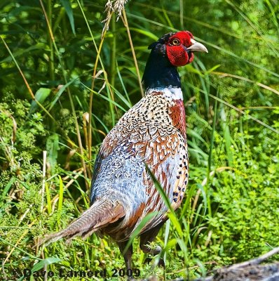 pheasant1.jpg