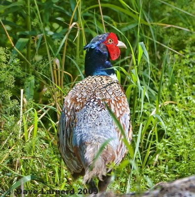 pheasant2.jpg