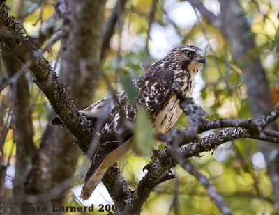 artlakehawk2.jpg