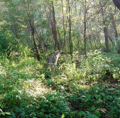 coyote1.jpg