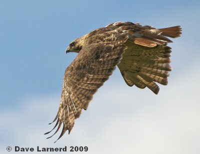 redtail9.21.jpg